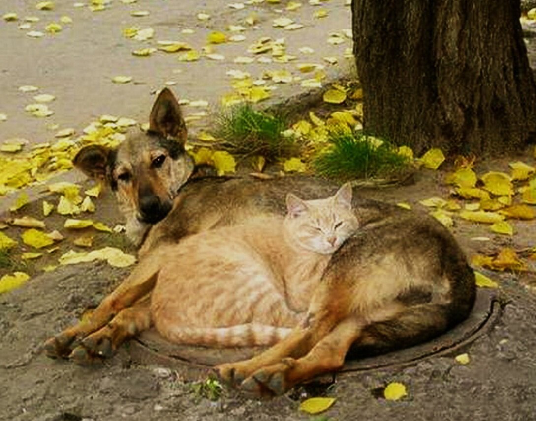 Фотки про буду. Бездомные животные. Смешные кошки и собаки. Любовь к бездомным животным. Бродячие собаки прикол.