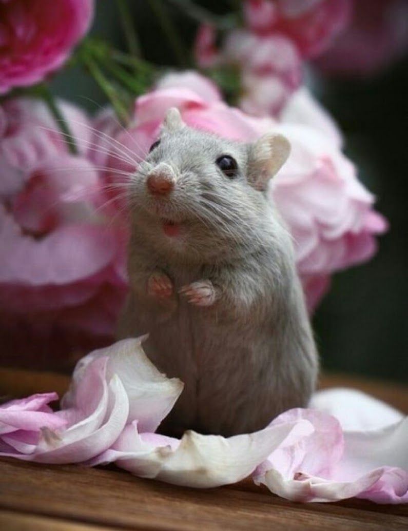 Добрые хомячки. Мышка. Милые мышки. Красивая мышь. Радостная мышь.
