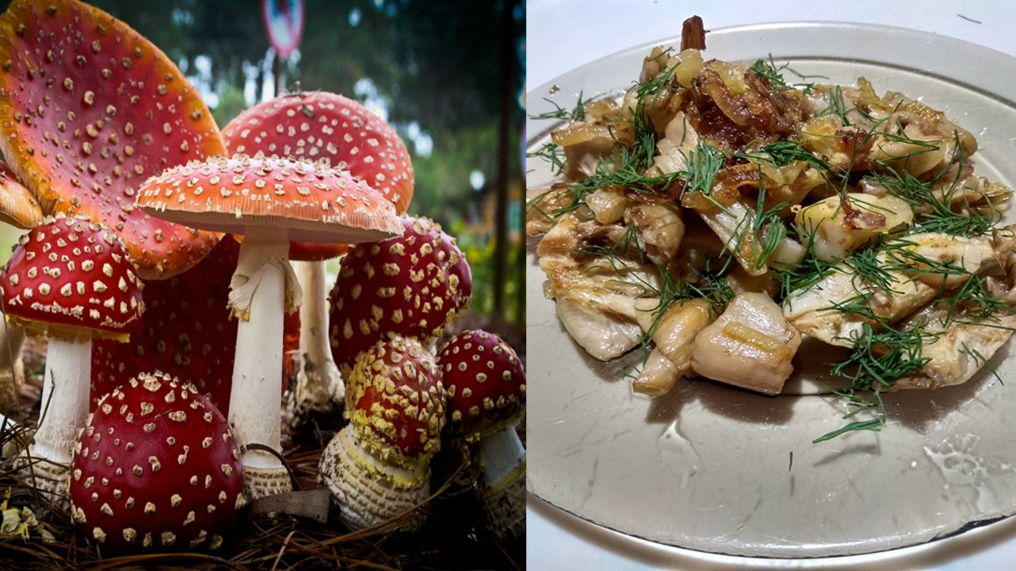 Мухомор красный (лат. Amanita muscaria) | Блог ВЕЩАЕТ ДМИТРИЙ ЛИТВИН : |  КОНТ