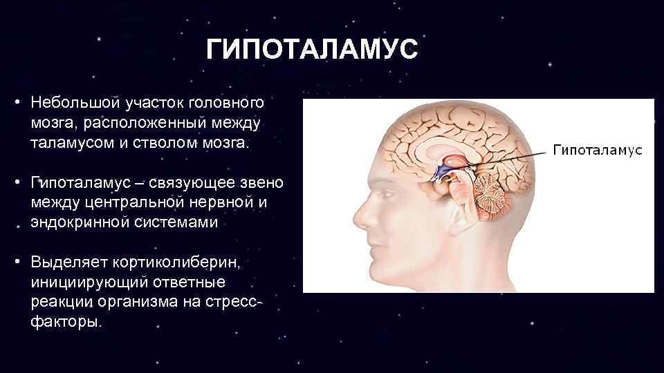 Гипофиз в каком мозге. Головной мозг гипоталамус гипофиз. Строение головного мозга гипоталамус. Гипоталамус представляет собой. Расположение гипоталамуса в головном мозге.