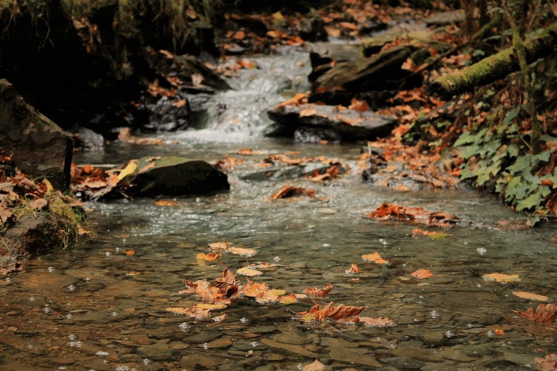 Листья в ручье. Осень дождь. Осень река. Осенние листья в ручье.