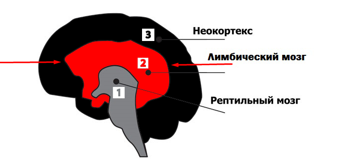 Paul brain. Рептильный мозг лимбический мозг и неокортекс. Модель Триединого мозга пола Маклина. Пол Маклин теория Триединого мозга. Строение мозга человека неокортекс.