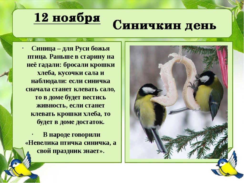 12 ноября - Синичкин день???? Зинькин день! | Блог Сергей Александрович  Бабичев | КОНТ