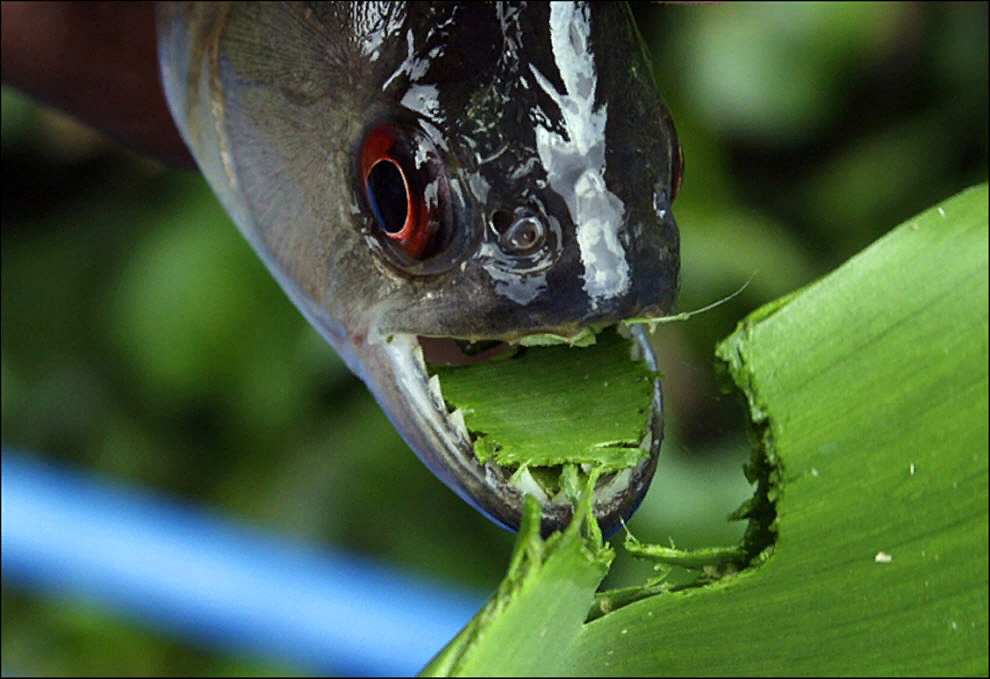 Рыбы едят растения. Хищные рыбы. Что едят рыбы. Рыбы питающиеся водорослями.