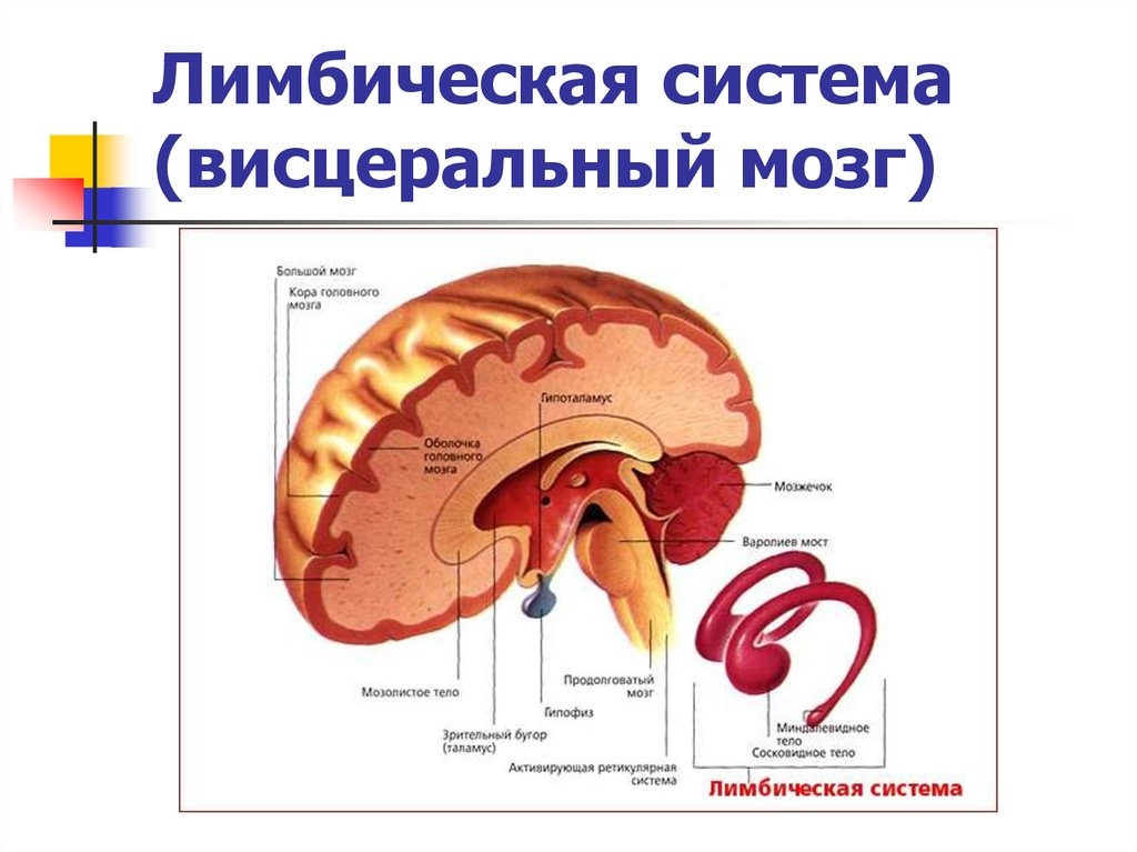 Лимбическая структура мозга. Лимбическая система головного мозга анатомия. Лимбическая система висцеральный мозг. Функции лимбической коры.