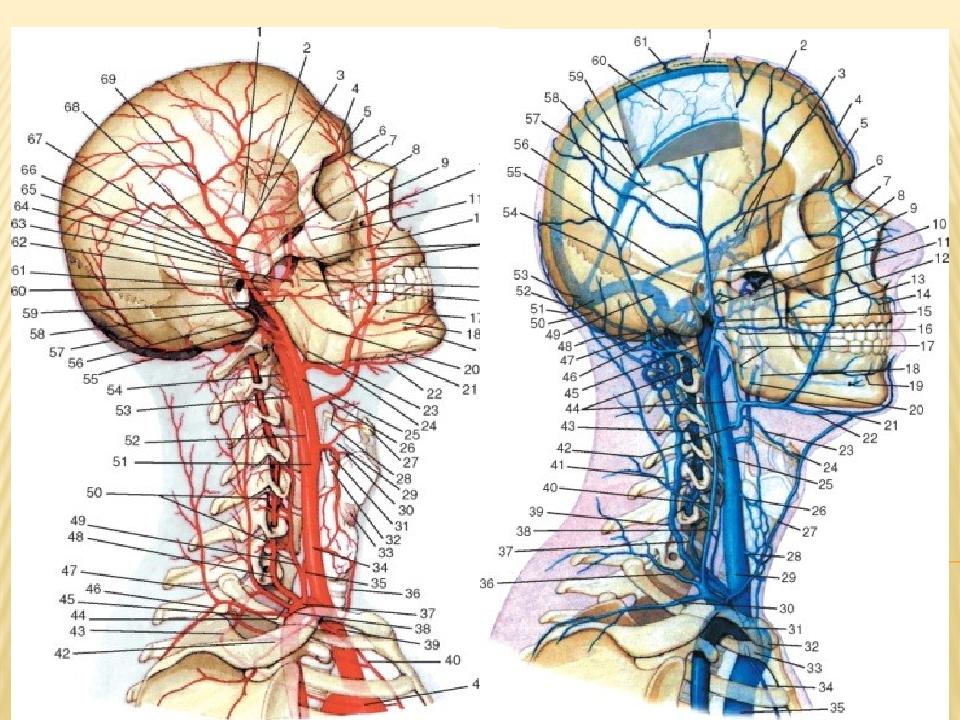 Анатомия сосудов головы. Затылочная Вена анатомия. Затылочная артерия анатомия. Поверхностная яремная Вена анатомия. Анатомия человека вены и артерии головы и шеи.
