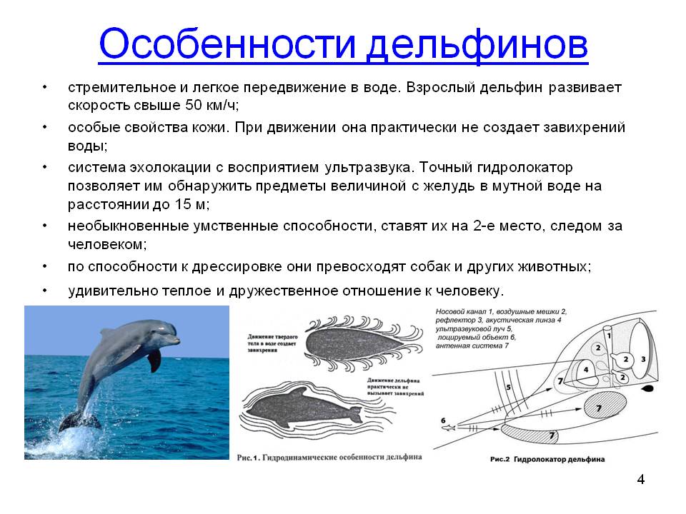 Физиологические признаки синего кита. Особенности дельфинов. Общая характеристика дельфинов. Дельфин особенности строения. Характеристика дельфина.