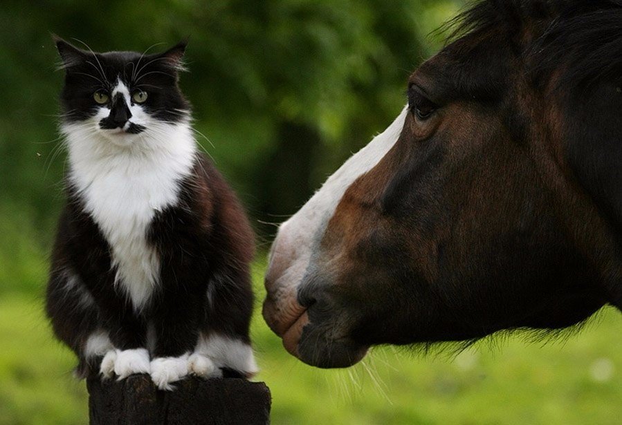 Кошка лошадка. Лошадь и кошка. Дружба кошки и лошади. Кот на лошади. Собака кошка лошадь.