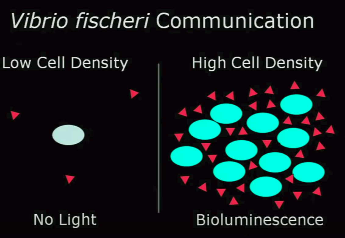 High cell. Vibrio fischeri бактерия. Vibrio harveyi море. Vibrio harveyi характеристики излучения.