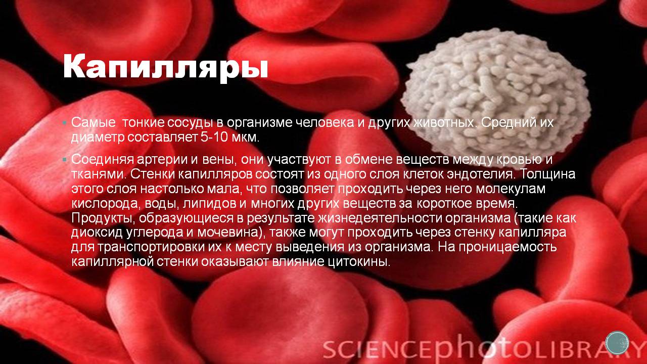 Длина капилляров в теле человека составляет около. Самые тонкие сосуды в организме человека. Сердце представляет собой полый мышечный орган. Общая длина кровеносных сосудов в организме человека. Капилляры в организме человека.