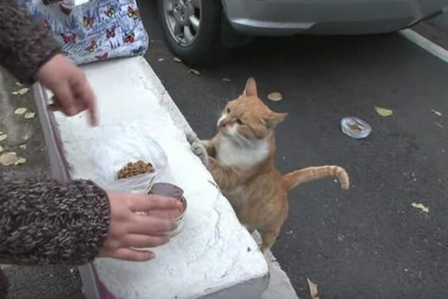 Подобрала кошку улицы. Бездомный кот. Кормление бездомных кошек. Кормление уличных котов.