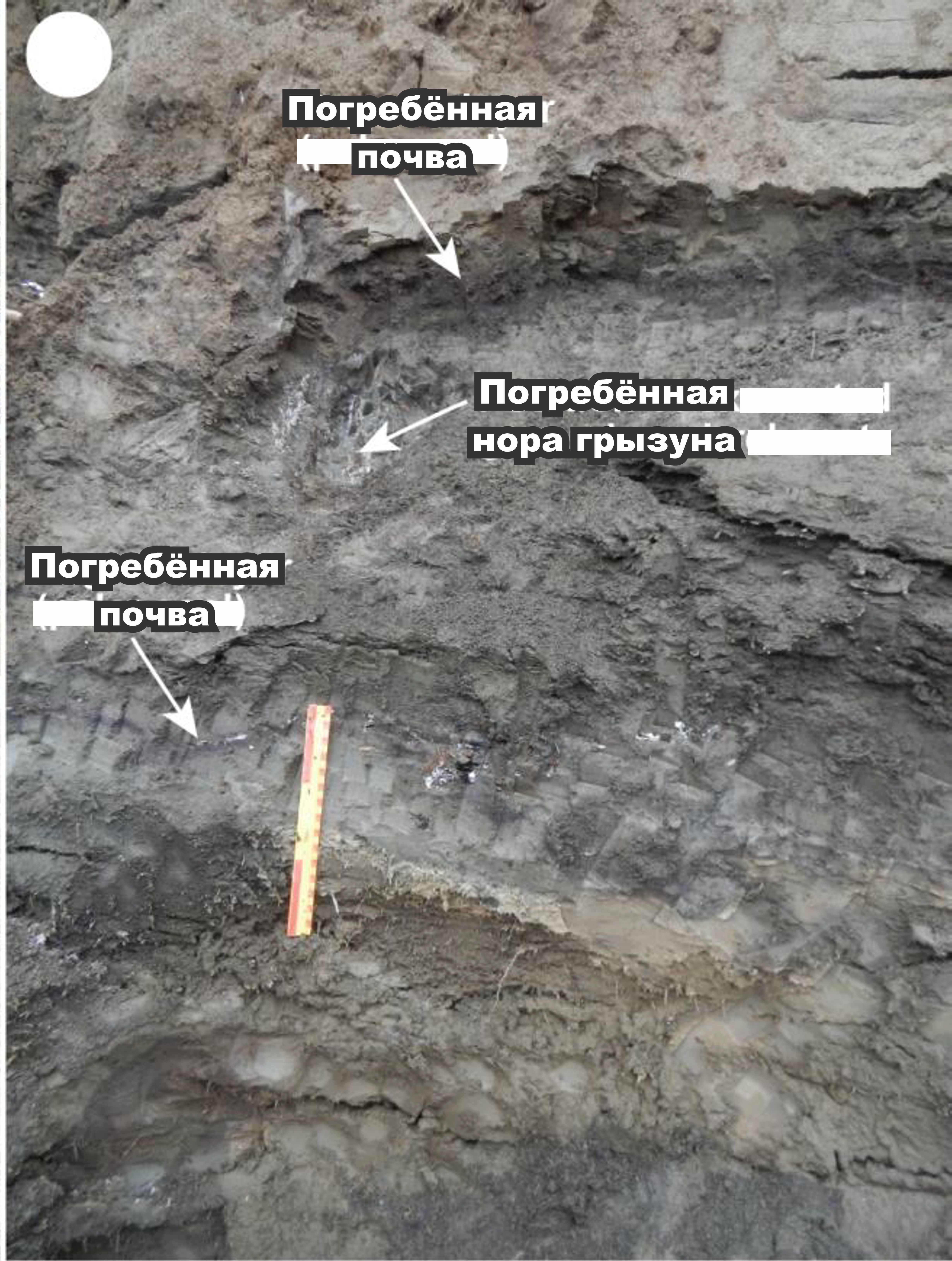 Рисунок 6. Погребённые почва и нора земляной белки в зоне вечной мерзлоты восточной Сибири с незначительными изменениями после Murton et al. (2017; DOI: 10.1017/qua.2016.15) Рисунок 6. Погребённые почва и нора земляной белки в зоне вечной мерзлоты восточной Сибири с незначительными изменениями после Murton et al. (2017; DOI: 10.1017/qua.2016.15)