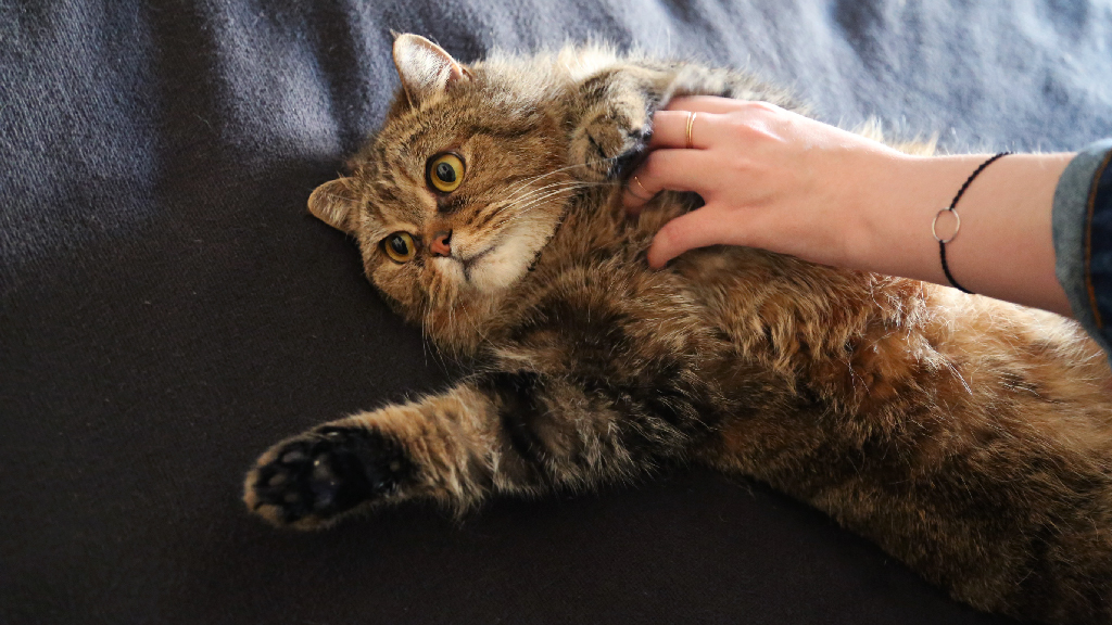 Коты опг