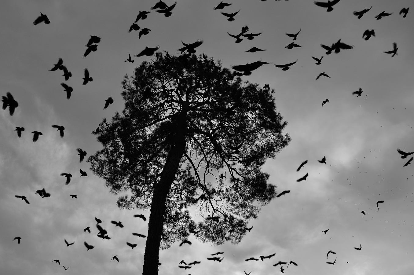 Вороны живут стаями. Стая Воронов Эстетика. Черные птицы в небе. Стая ворон. Вороны в небе.