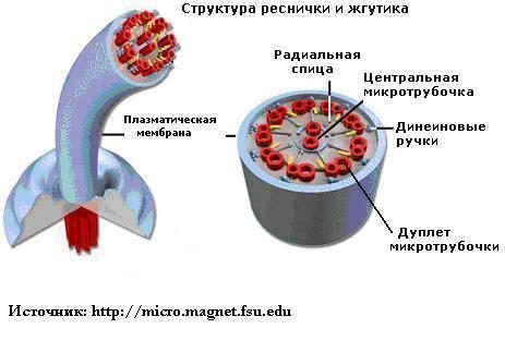 Реснички и жгутики эукариот