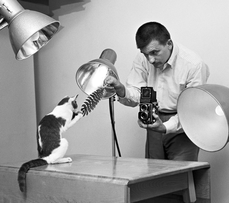 Уолтер Чандоха - личный фотограф кошек.