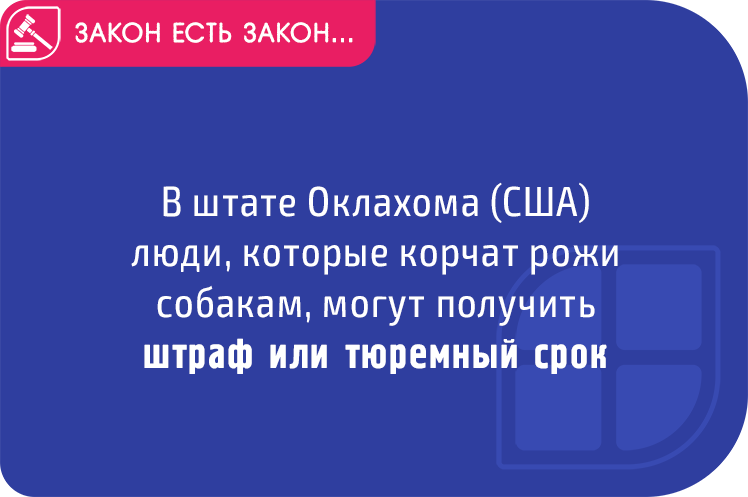 Закон устарел. Американские законы смешные. Смешные законы США. Странные законы США.