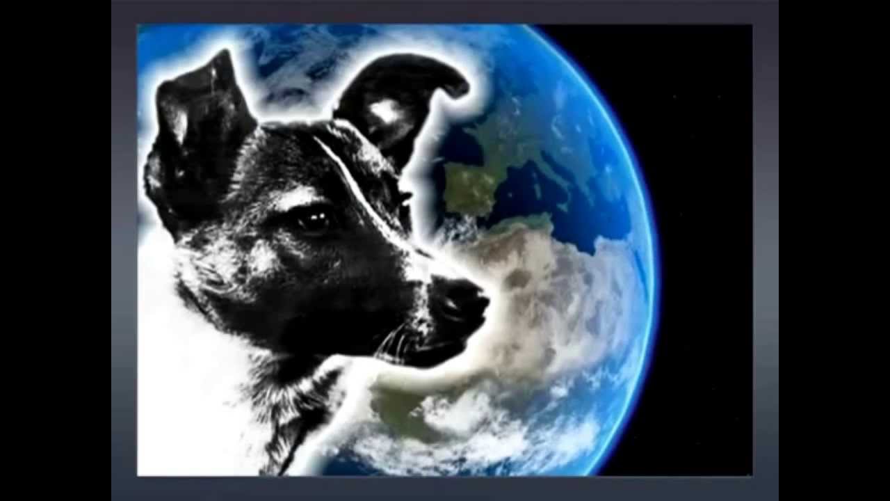 1 собака лайка. Собаки космонавты. Космическая собака. Лайка в космосе. Собаки покорившие космос.