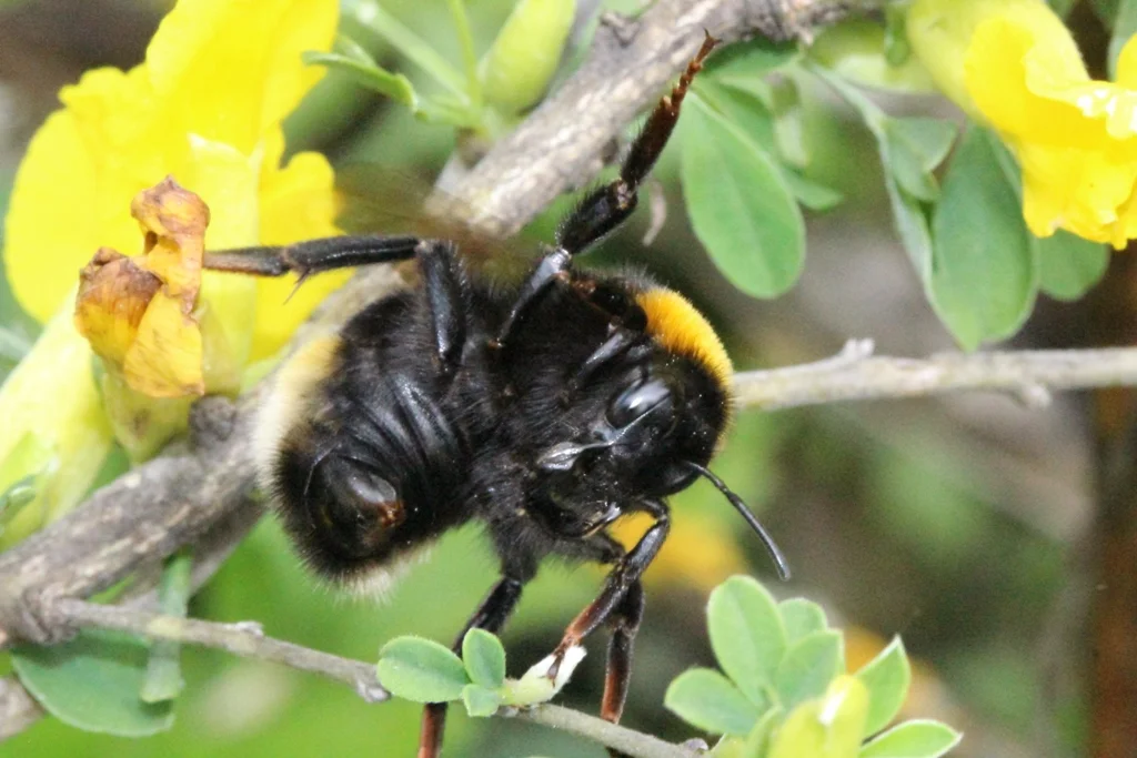 Шмель городской. Шмель Моховой – Bombus muscorum (Fabricius, 1775).. Шмель Шренка – Bombus schrencki. Шмель Кукушка. Шмель-Кукушка бородатый.