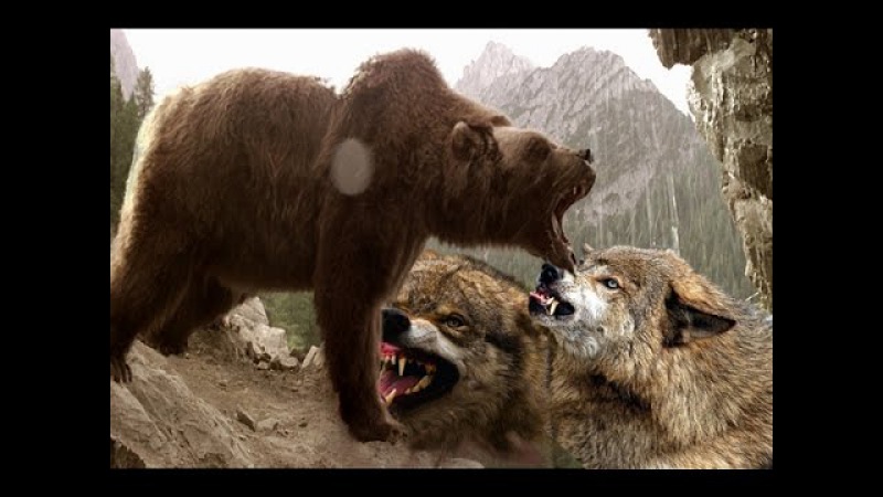 Волк против медведя. Медведь Гризли против Волков. Стая Волков против медведя.