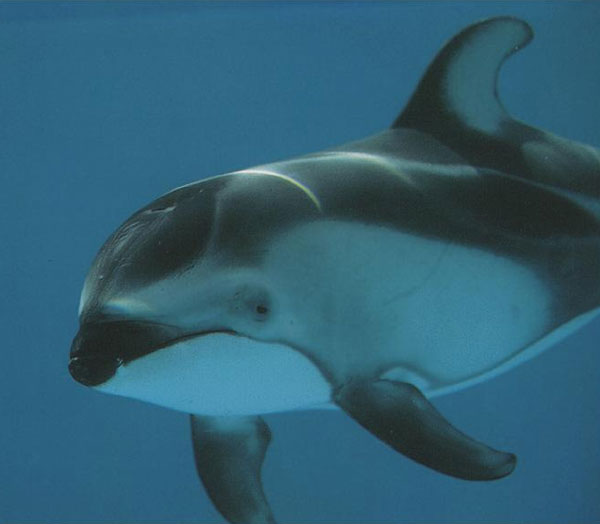Беломордый дельфин - vovanpain — КОНТ