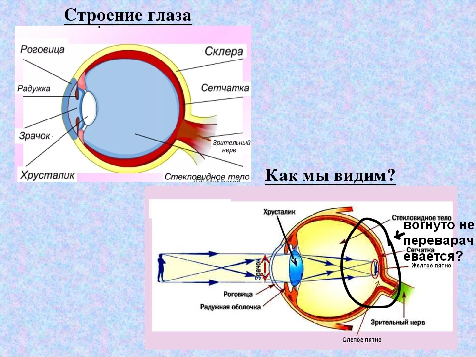 Изображение пропадает если расположено впереди сетчатки. Ход лучей через оптическую систему глаза анатомия. Роговица хрусталик стекловидное тело. Зрительный анализатор преломляющие среды глаза. Схема прохождения света через оптическую систему глаза.