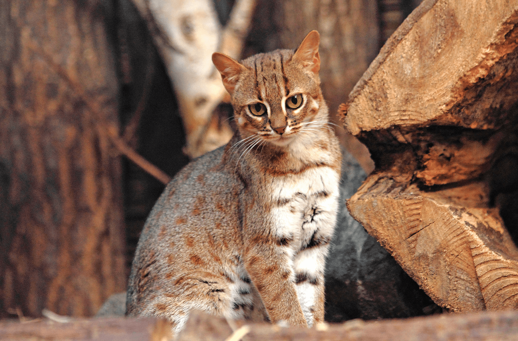 Ржавую кошку нашли в Индии на плантации сахарного тростника