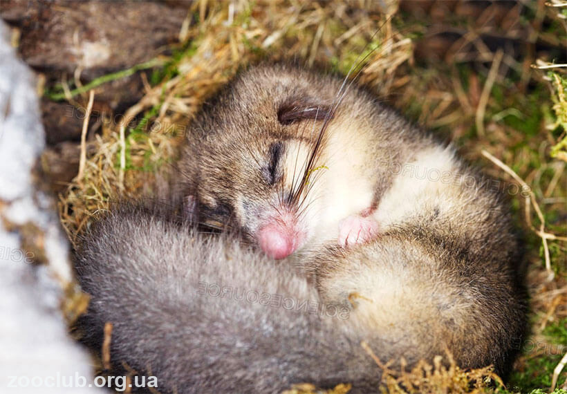 СОНЯ-ПОЛЧОК или БОЛЬШАЯ (Glis glis) - Фауна Беларуси