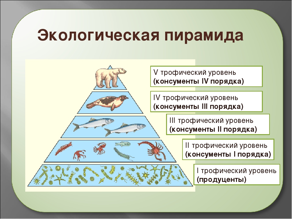 Схема экологической пирамиды