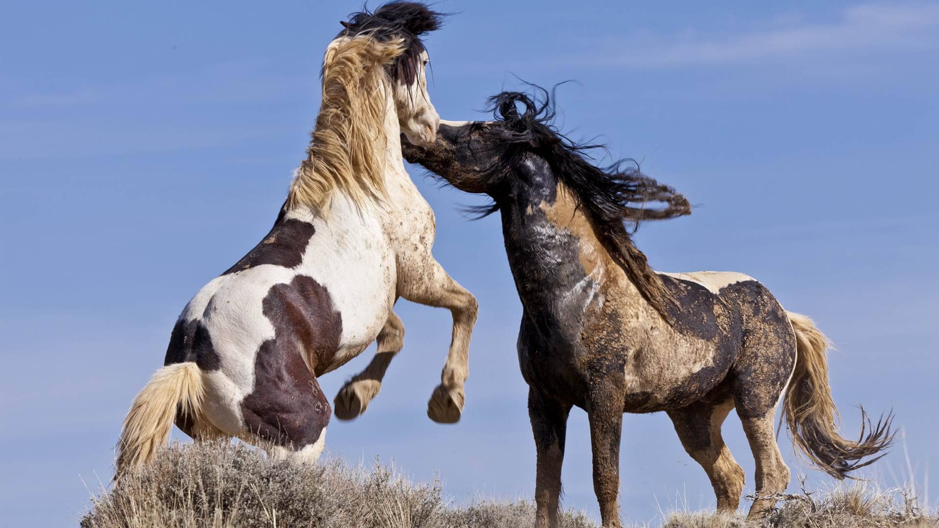 Живут дикие лошади. Лошадь породы Мустанг. Мустанг одичавшая лошадь. Мустанги Дикие лошади. Дикие лошади Мустанги в дикой природе.