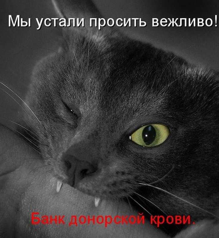 Хочу котика. Кошачьи мысли. Мысли кота приколы. Кошка вредина. Имидж ничто жажда.