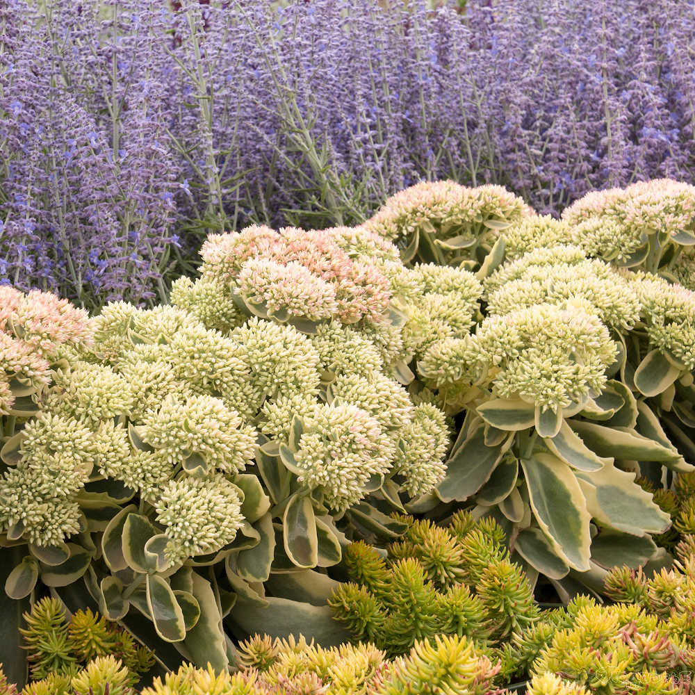 Многолетний. Очиток Султан. Очиток Вайнберга (Sedum weinbergii. Очиток Курильский (Sedum kurilense). Очиток толстоветочный.