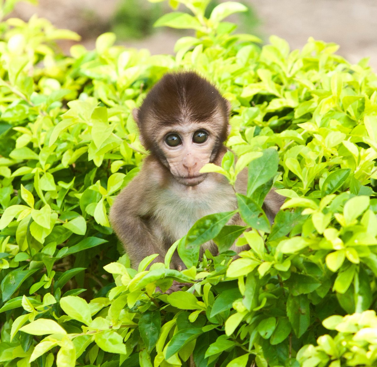 Monkey type на русском. Остров обезьян (Хон Лао). Остров обезьян hon Lao. Обезьяний остров Вьетнам. Парк обезьян Вьетнам.