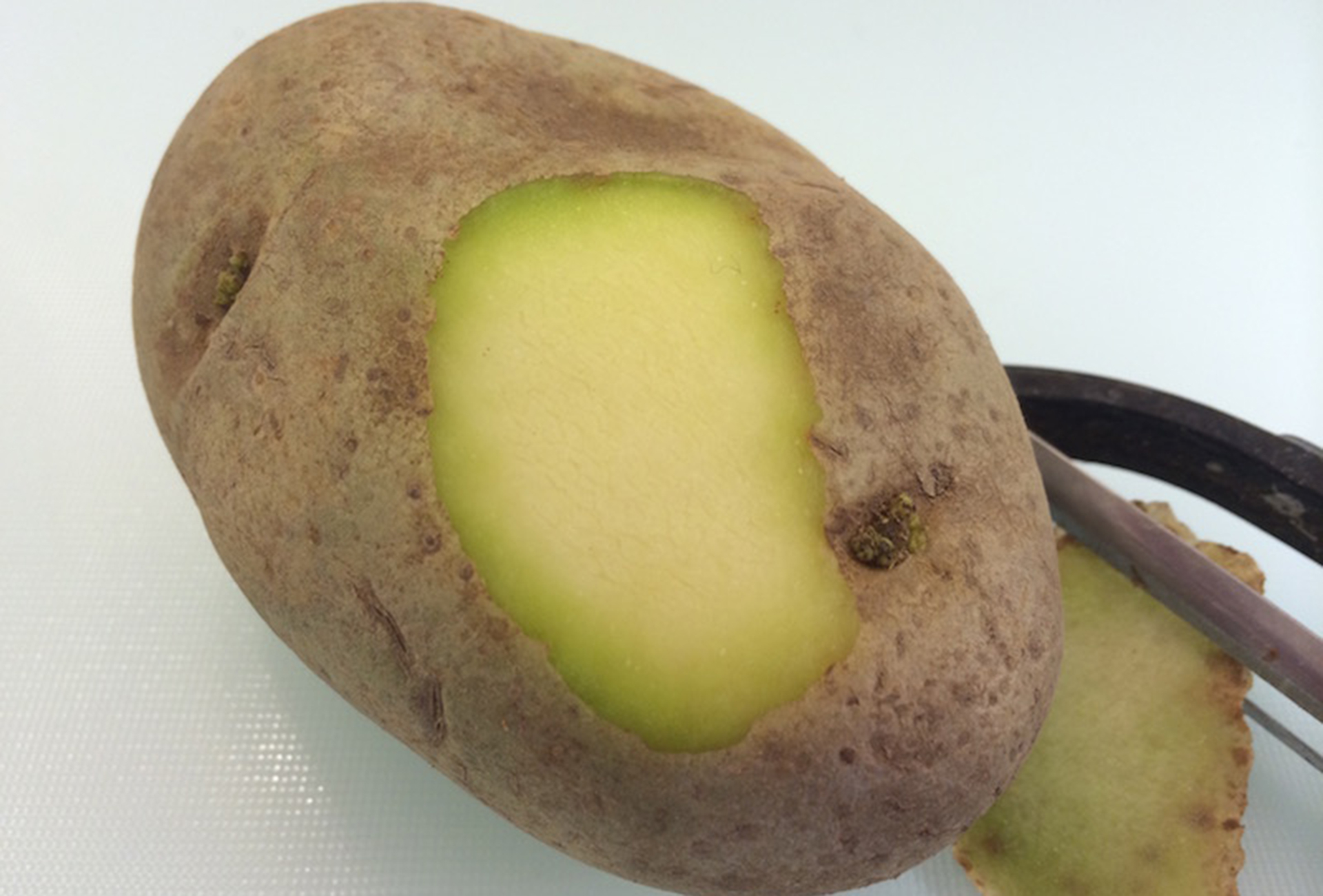 Poisonous potato update. Позеленевший картофель. Зеленый картофель. Картофель с зеленой кожурой. Соланин в картофеле.