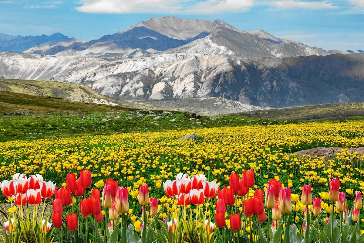 Тюльпаны в горах Таджикистана