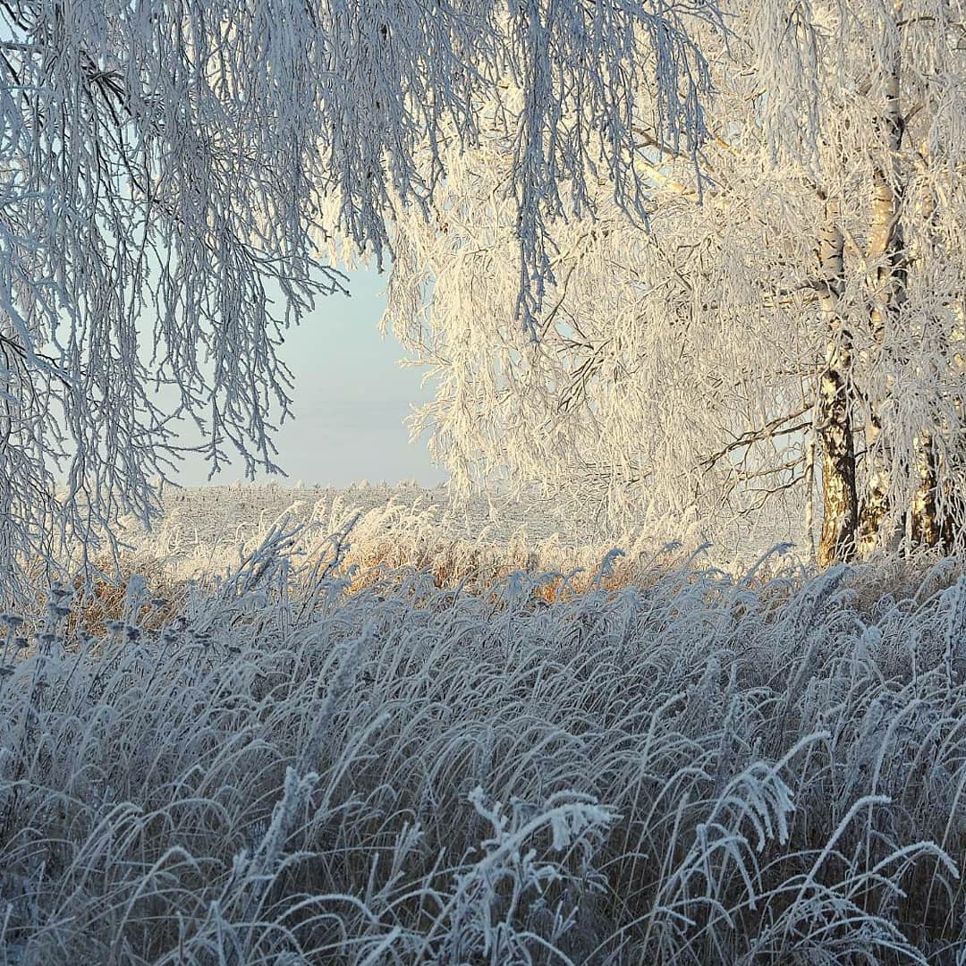 Березки в инее. Береза в инее. Берёзка в инее. Изморозь на Березе. Иней на деревьях.