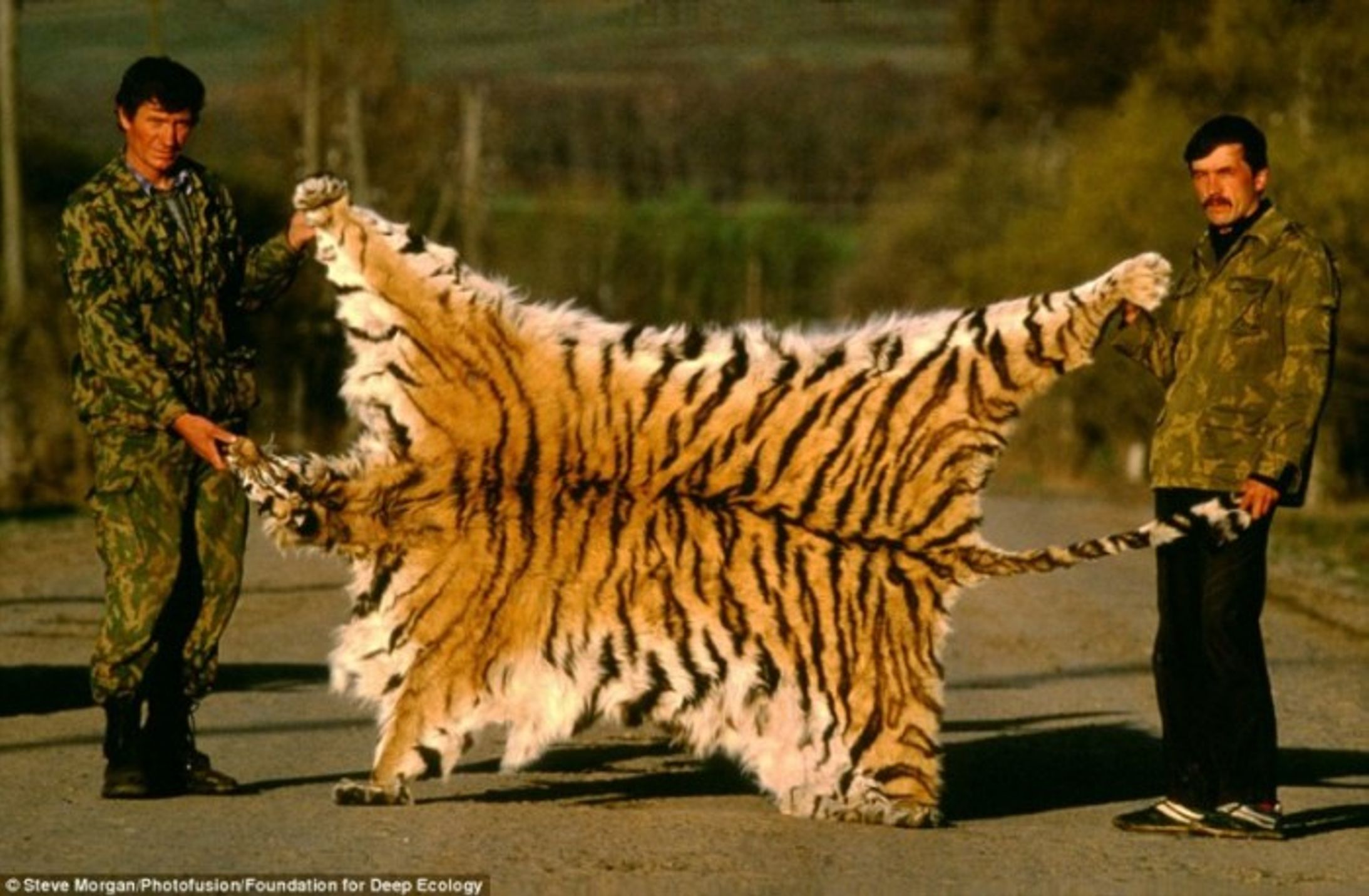 Человек сильнее животных. Огромный тигр. Амурский тигр и человек. Самый большой тигр. Уссурийский тигр и человек.