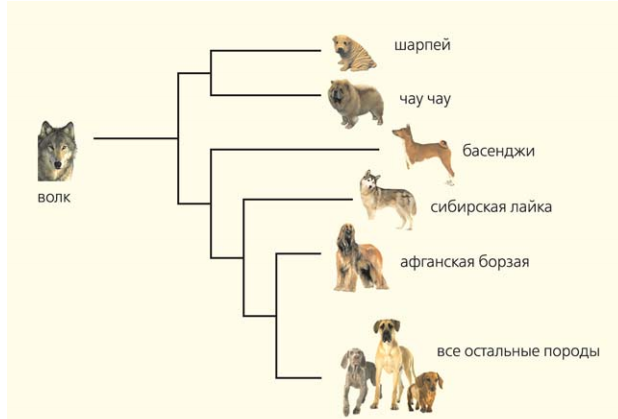 Филогения млекопитающих схема