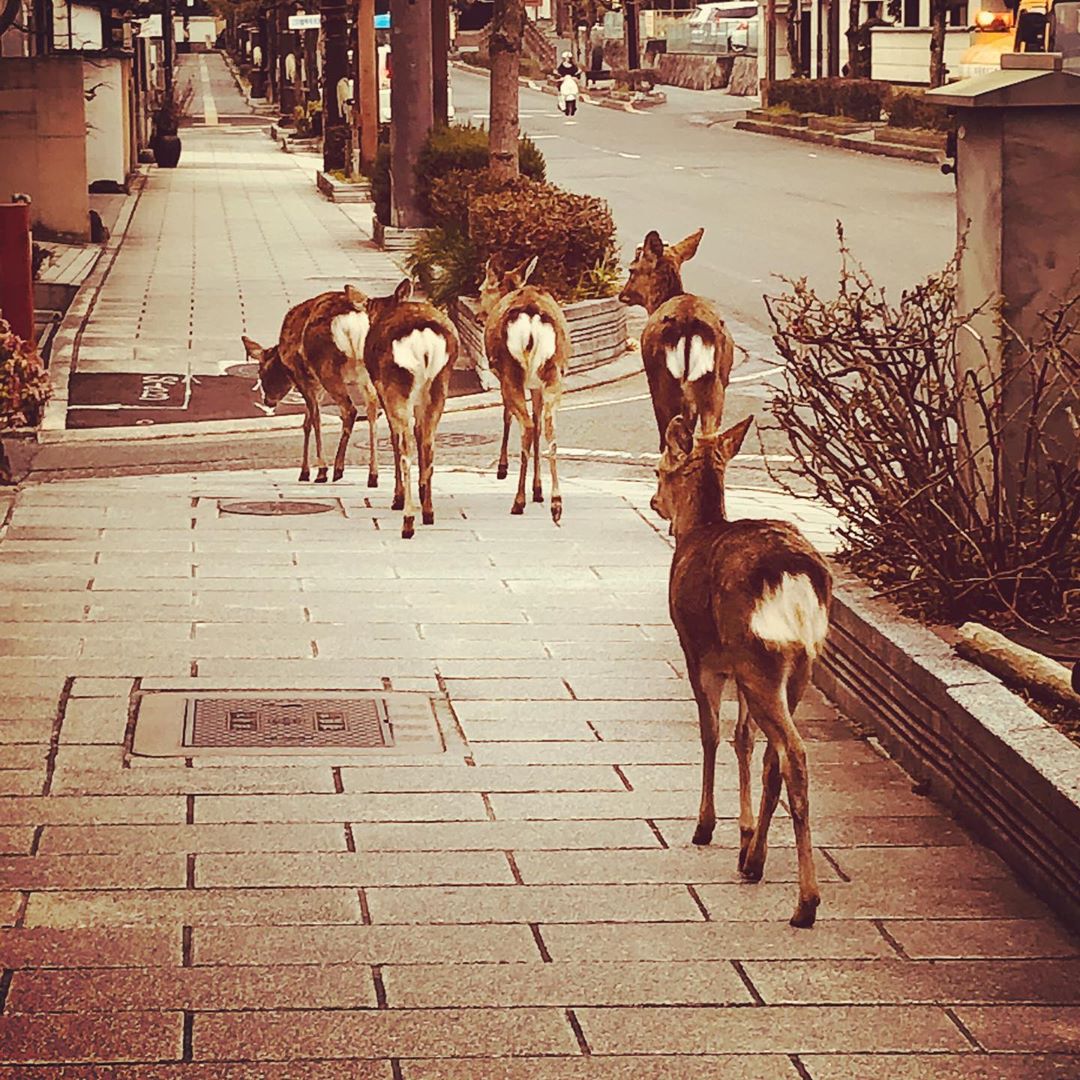 Охрана оленей. Оленья улица. Нара олени. Олени в Наре. Животные в Израиле на улице.