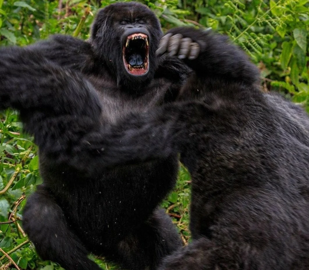 Включи большую сильную. Горилла, самец. Горилла 1994. Горилла и шимпанзе. Злая горилла.