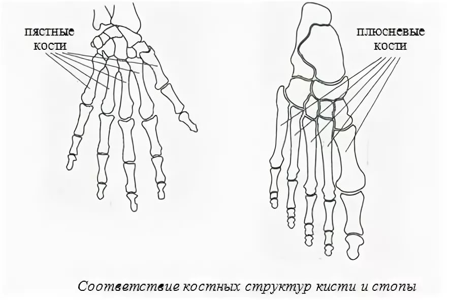 Стопа строение рисунок