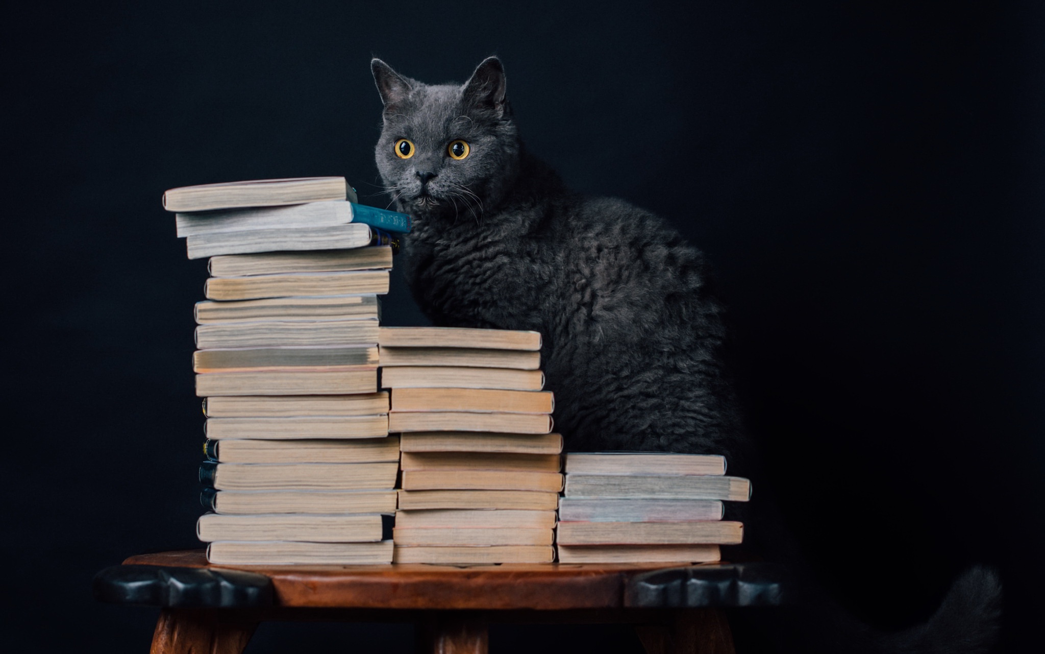 Читать кот 2. Умный кот. Кот ученый. Кот с книгой. Книжный кот.