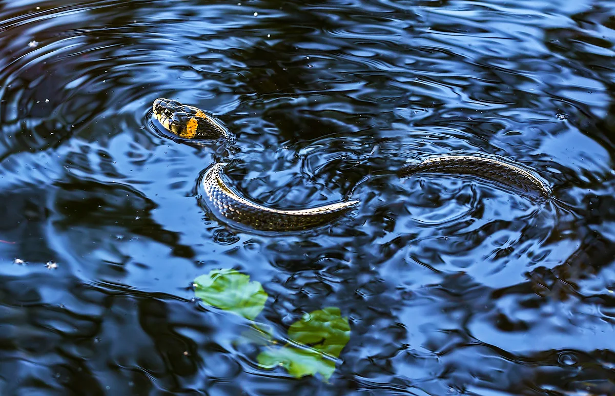 Фото водяного ужа обыкновенного