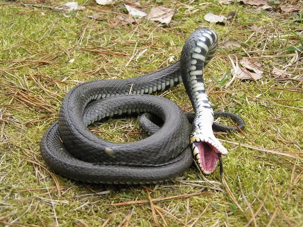 Змеи похожие на ужей фото