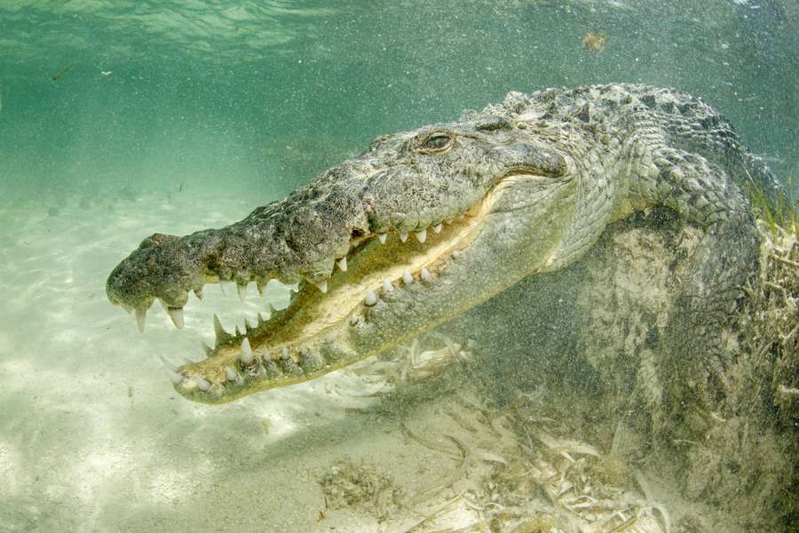 Морской крокодил фото где обитает