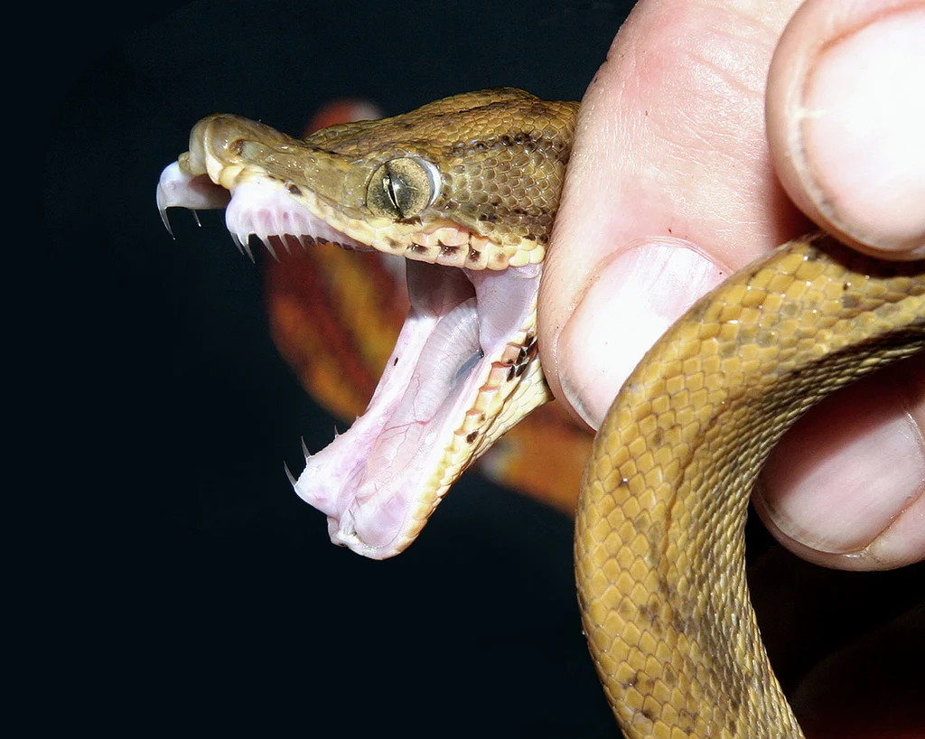 Садовый удав: Заводчики обожают эту змею, хотя она крайне агрессивна.  Почему? - Vovanpain Z — КОНТ
