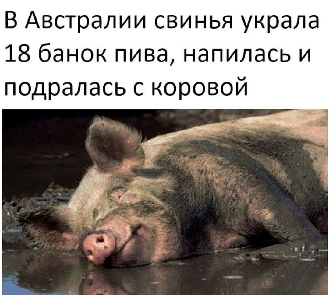 Ты свинья и я свинья