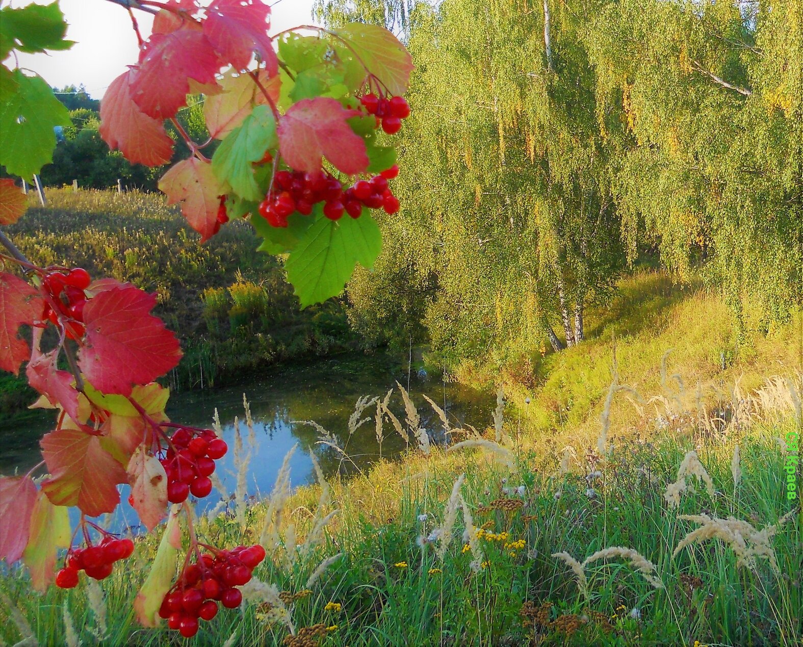 По над рекой сад цветет. Калина красная куст. Рябина у реки. Цветет Калина у ручья. Рябина у пруда.