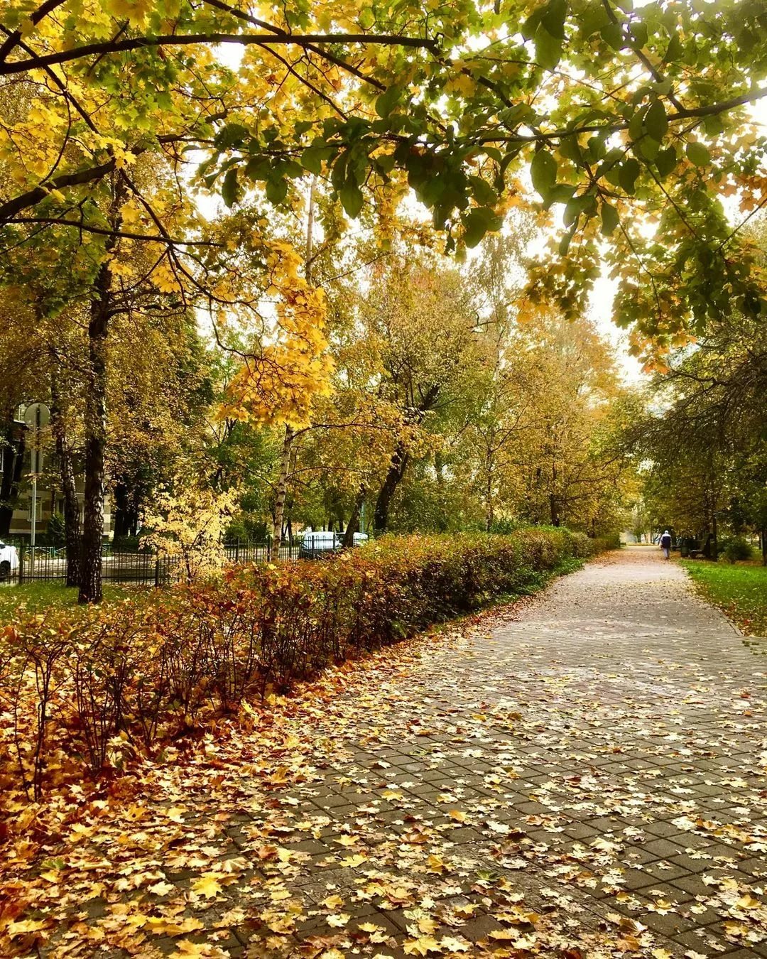 Какая сейчас осень. Осень октябрь. Осень в России. Осень сейчас. Осень Россия парк.