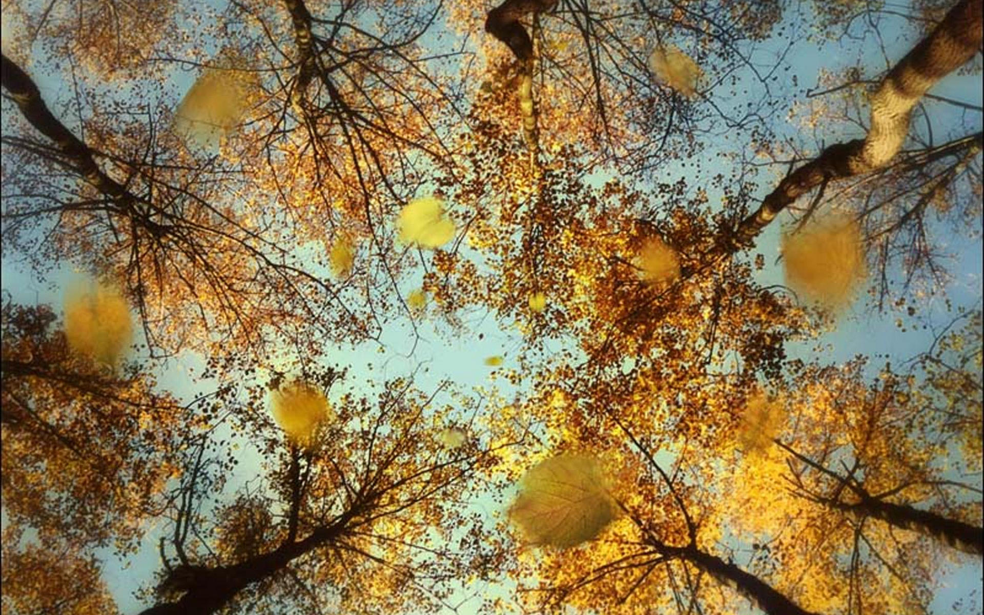 Листья над городом. Осенний листопад. Осень кружится. Закружилась осень. Листва на ветру.